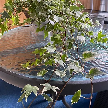 Villa Repovesi Kaaro * Hillosensalmi